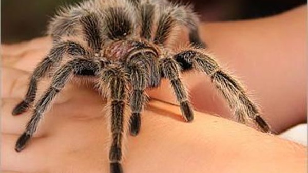 ÙØªÙØ¬Ø© Ø¨Ø­Ø« Ø§ÙØµÙØ± Ø¹Ù Ø¹ÙÙ Ø°ÙØ© Ø§ÙØ¹ÙÙØ§Ø¡ Ø§ÙØ¹ÙØ§ÙØ¨