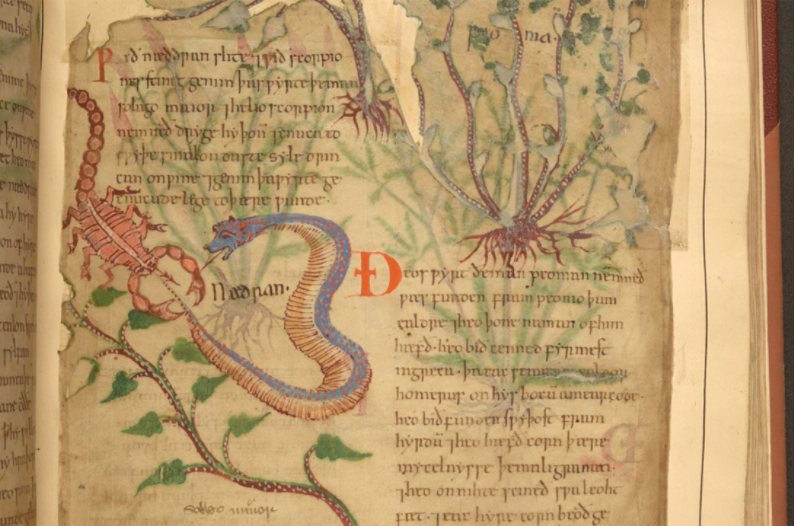 رسمة لثعبان وعقرب من كتاب النباتات