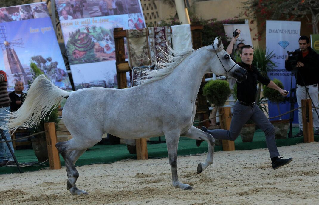 بطولة الجواد العربى لمربى الخيول الاصيلة (3)