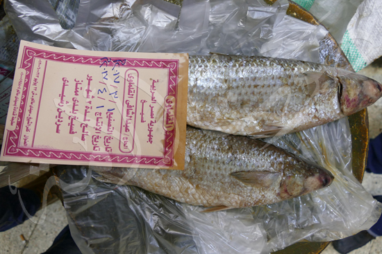 فسيخ (1)