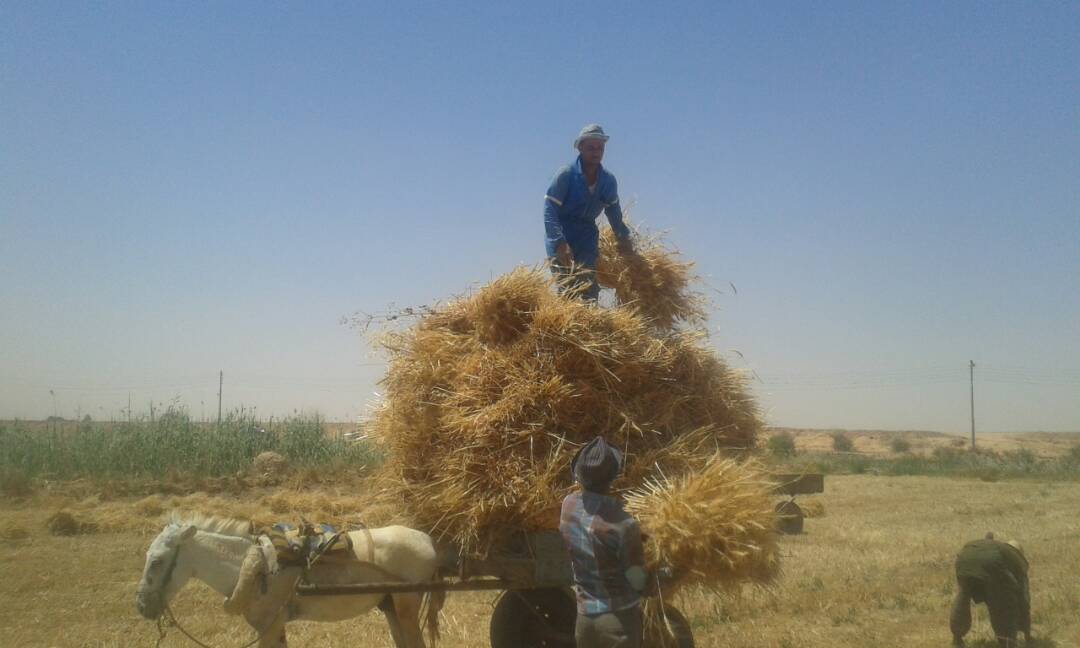 معاناة مزارعى الوادى الجديد فى موسم الحصاد  (12)