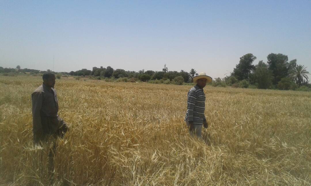 معاناة مزارعى الوادى الجديد فى موسم الحصاد  (3)