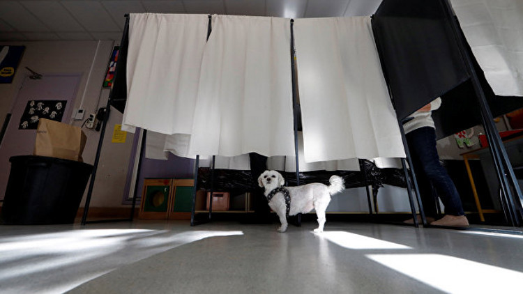 كلب في مكتب الاقتراع