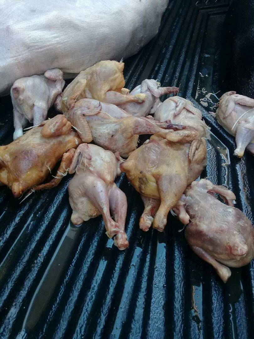 قطع الطريق على الفراخ الفاسدة قبل وصولها للمواطنين قطع الطريق على الفراخ الفاسدة قبل وصولها للمواطنين