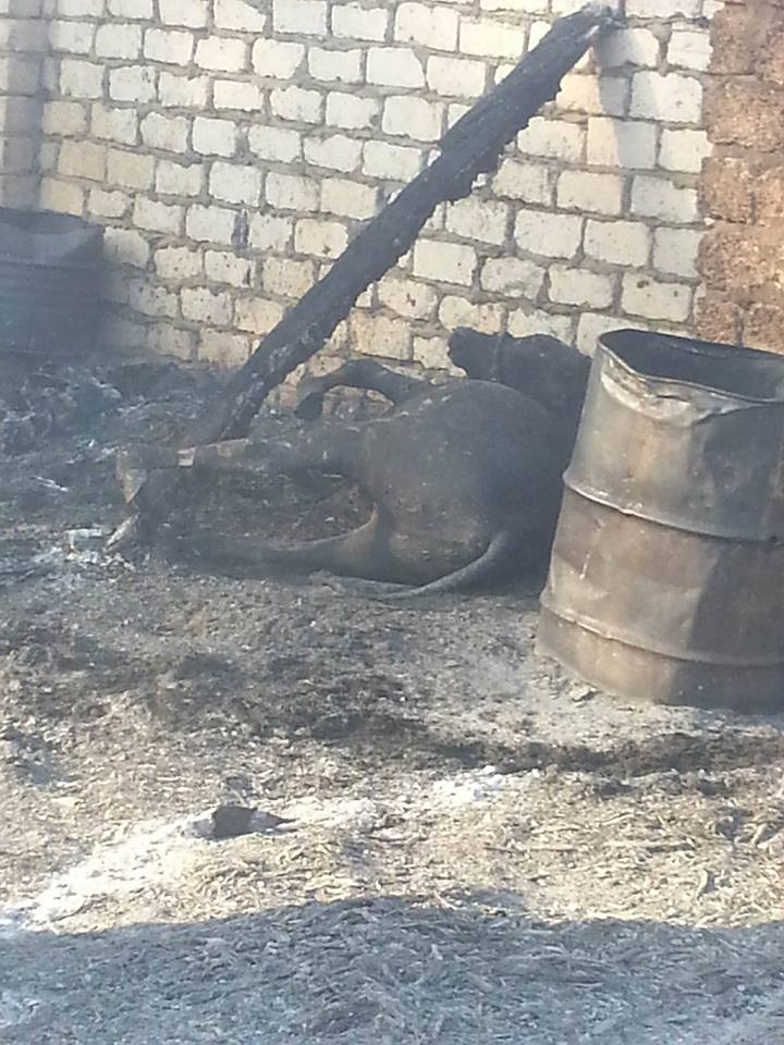 إخماد  حريق  ضخم اندلع  في مزرعة مواشي  غرب النيل بدراو  (9)
