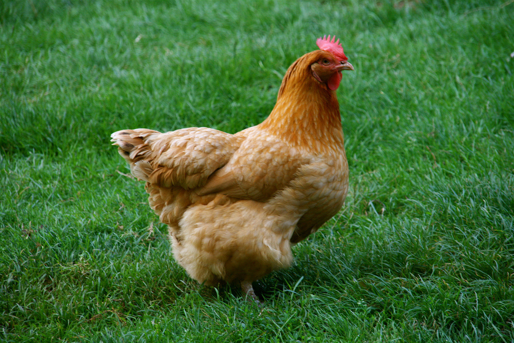 تشريح الدجاجة