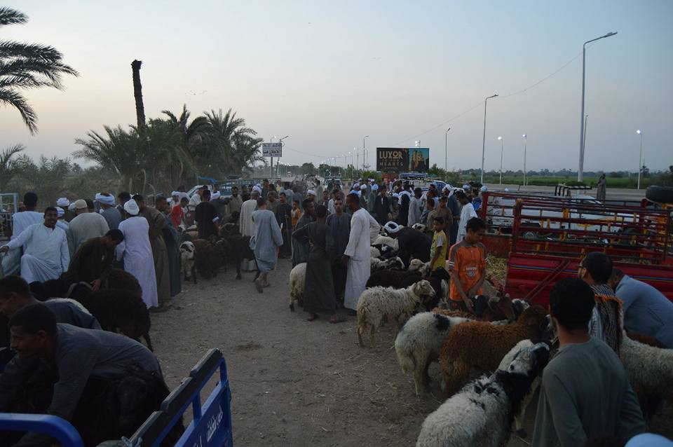 الأهالي يتوافدون علي سوق المواشي قبل ليلة العيد (1)