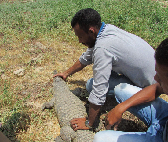 التمساح (4)