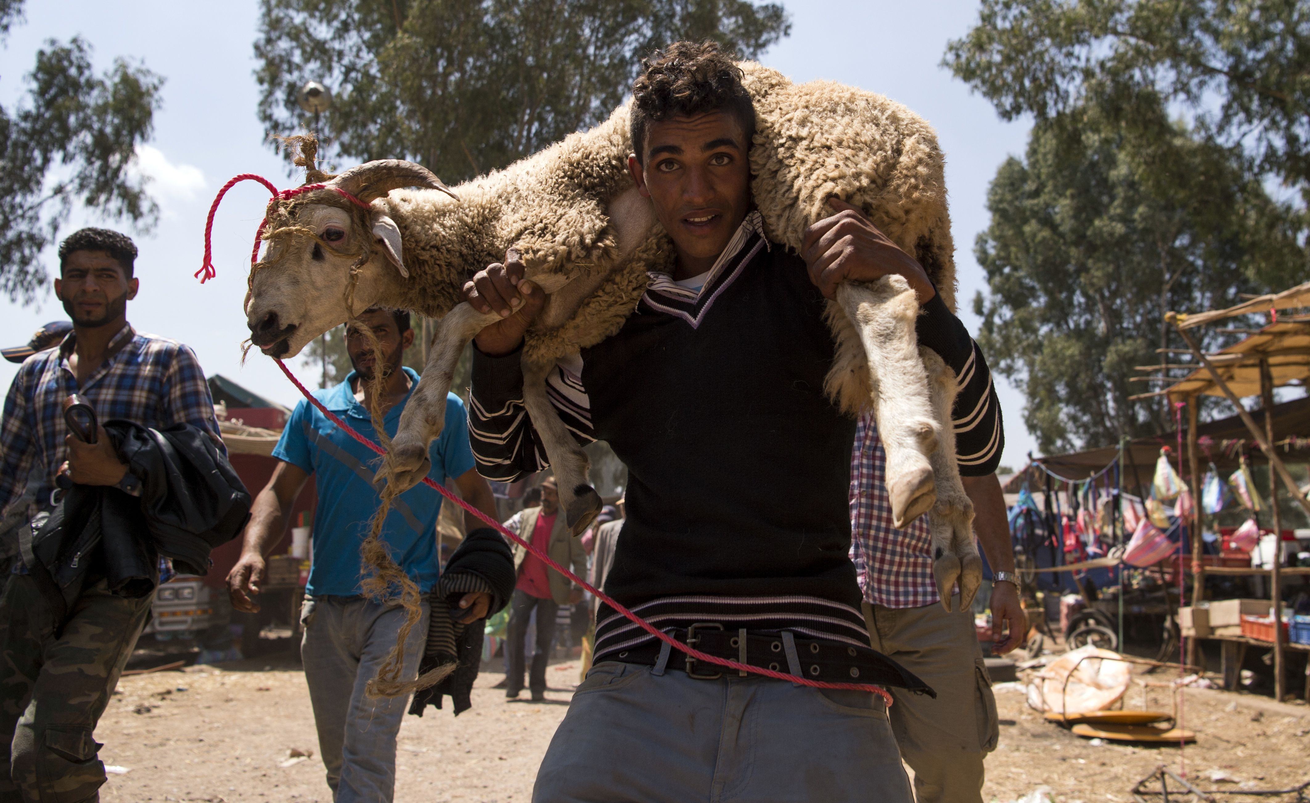 شاب يحمل خروف بالمغرب