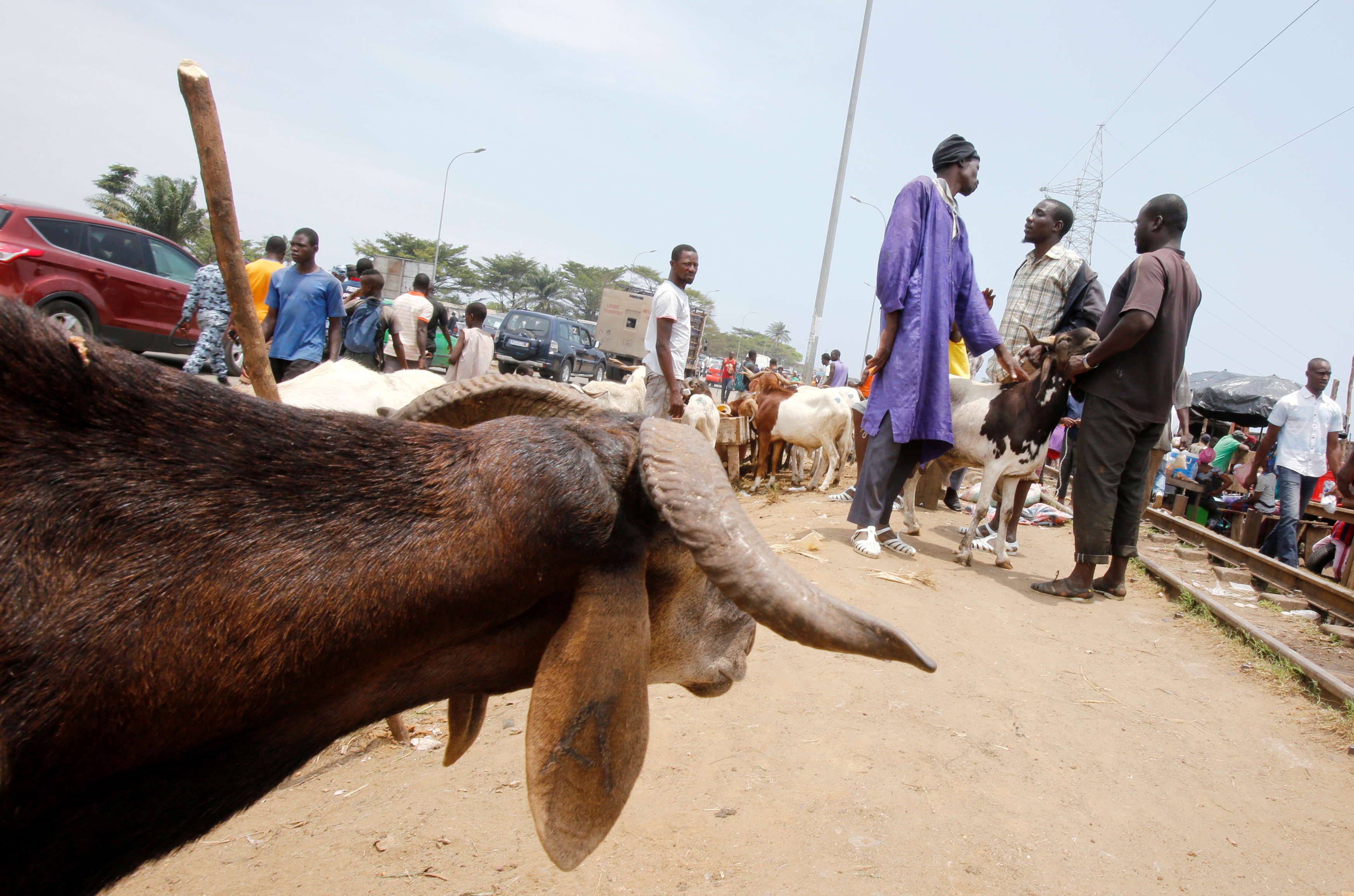 مسلمون يشترون الأضحية فى ساحل العاج