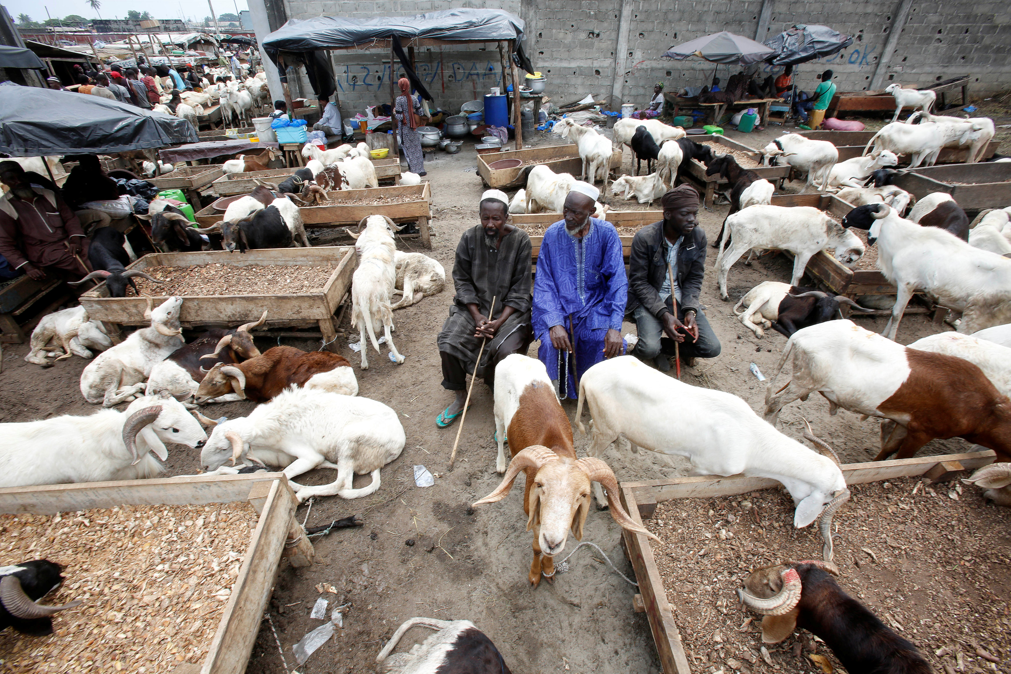 سوق الماشية فى ساحل العاج