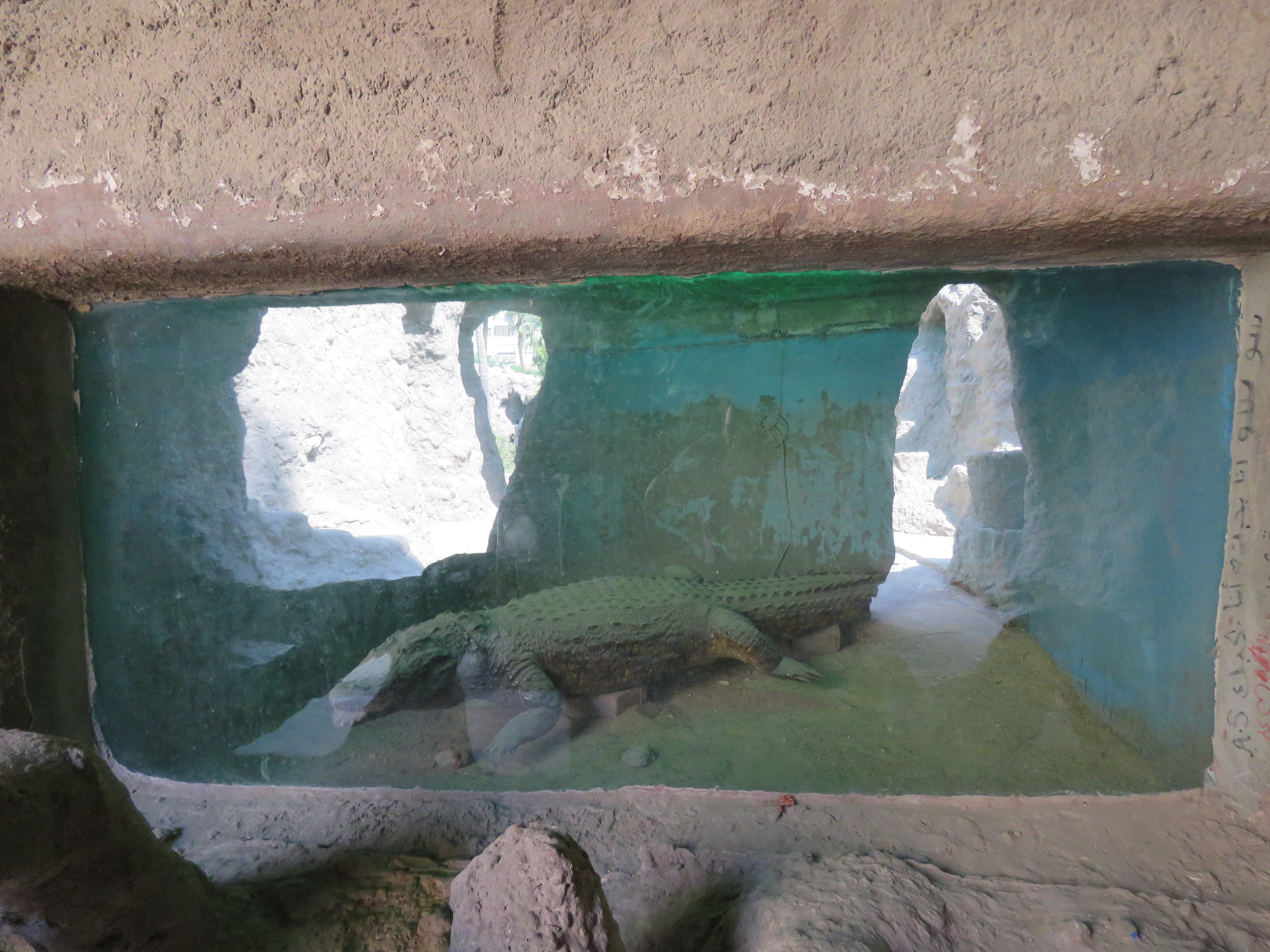 تمساح حي داخل الجبلاية (4)