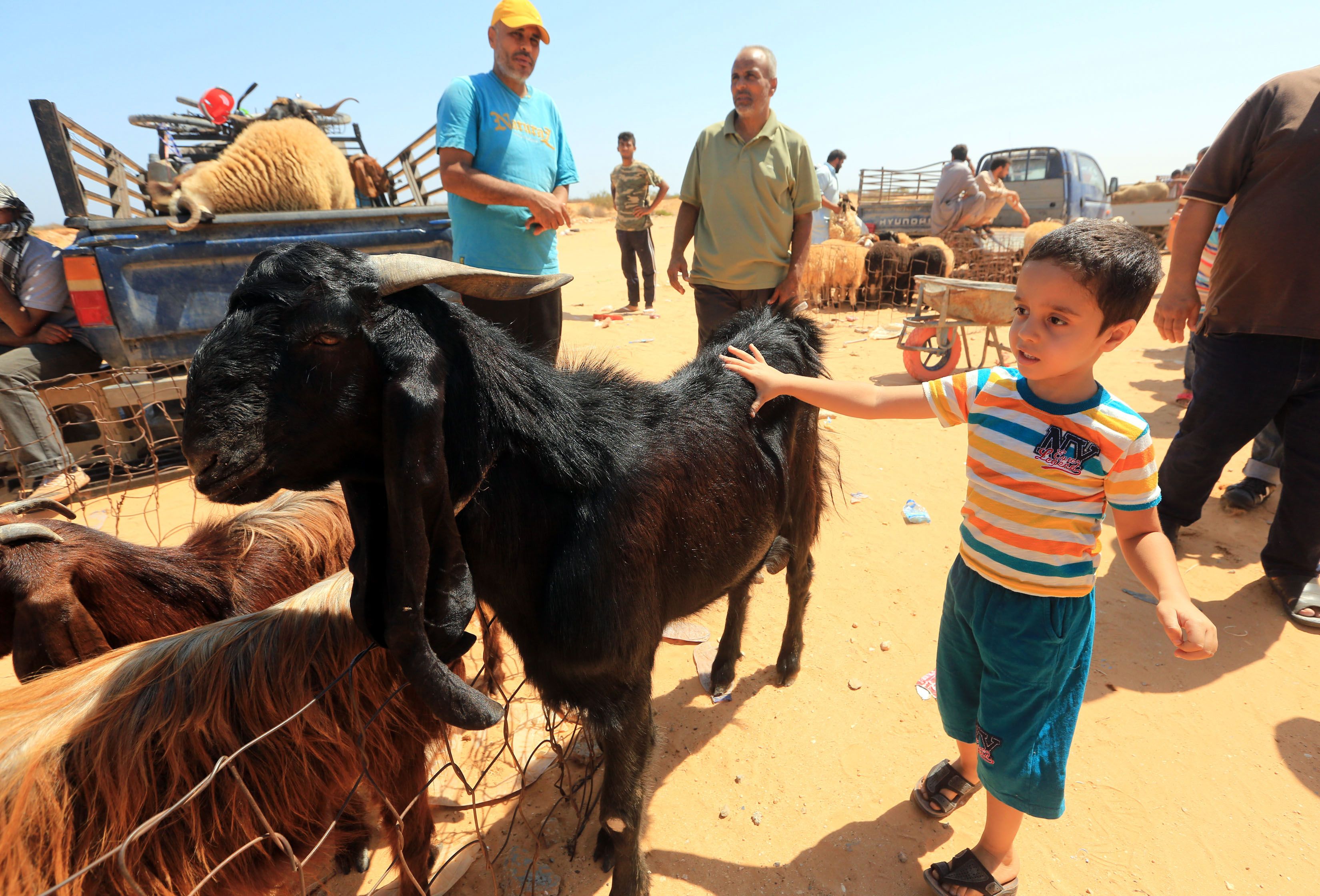طفل يقف أمام الأضاحى فى ليبيا