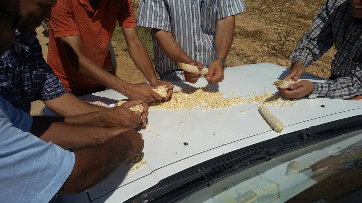 نجاح التجربة الأولى لزراعة حقول إرشادية للذرة الشامية بمطروح (2)