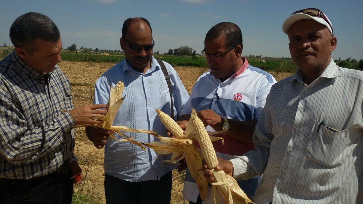 نجاح التجربة الأولى لزراعة حقول إرشادية للذرة الشامية بمطروح (3)