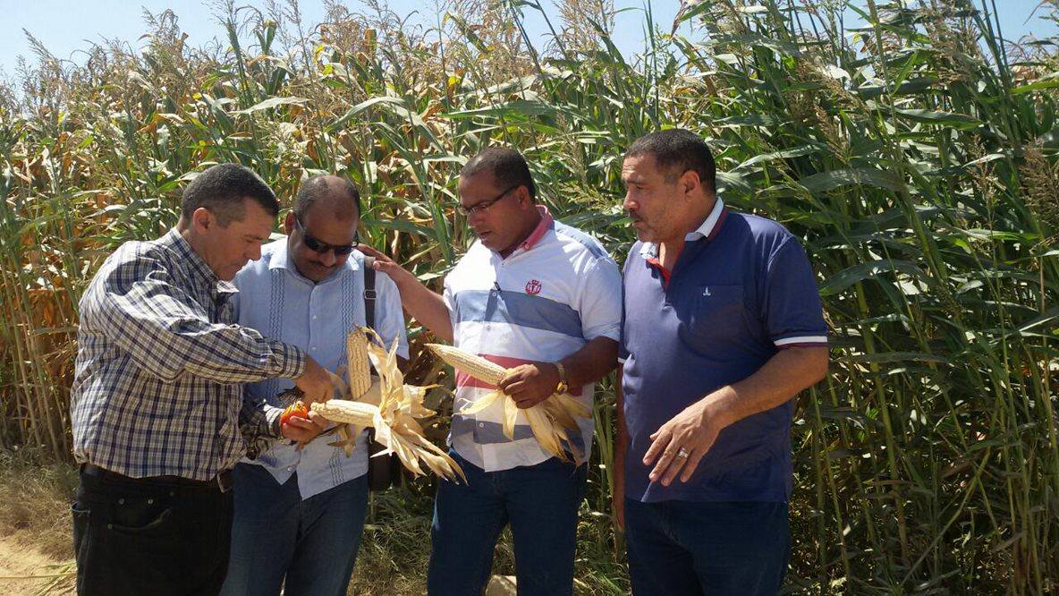 نجاح التجربة الأولى لزراعة حقول إرشادية للذرة الشامية بمطروح (1)