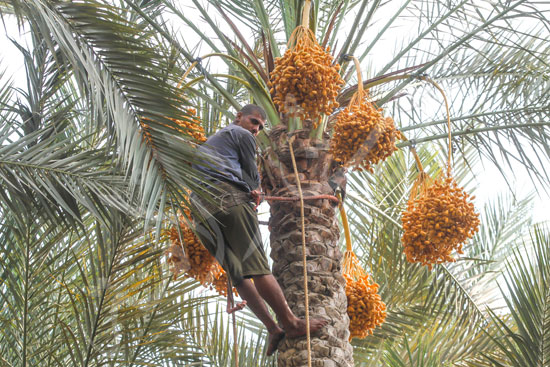 البلح السيوي (7)