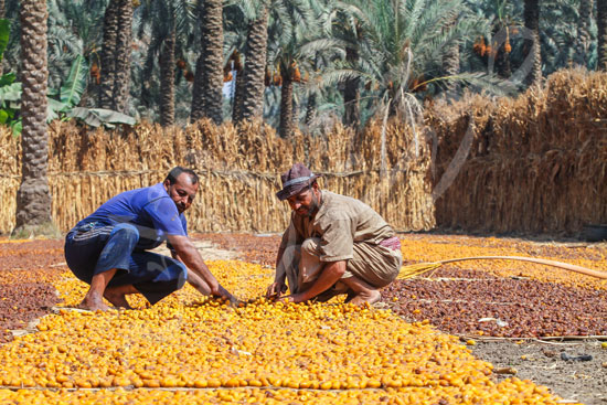 البلح السيوي (1)