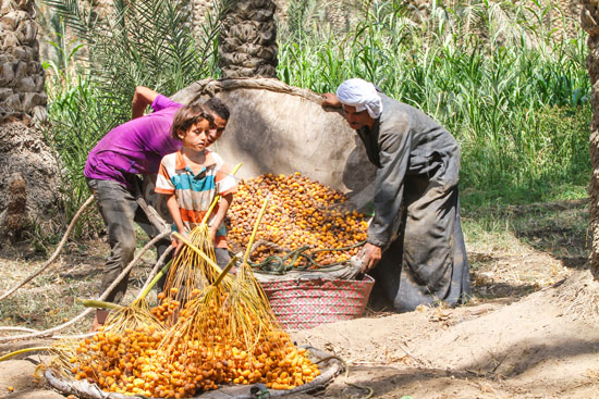 البلح السيوي (26)