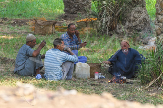 البلح السيوي (3)