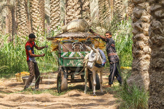 البلح السيوي (21)