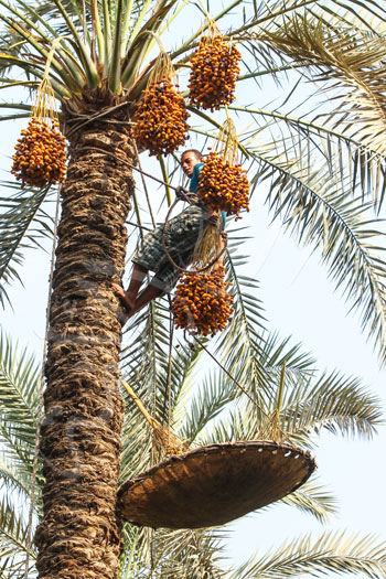 البلح السيوي (9)