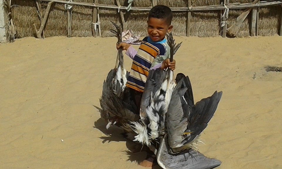 موسم صيد الطيور بشمال سيناء (2)