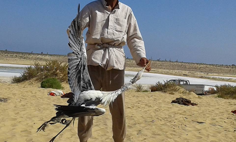 موسم صيد الطيور بشمال سيناء (4)