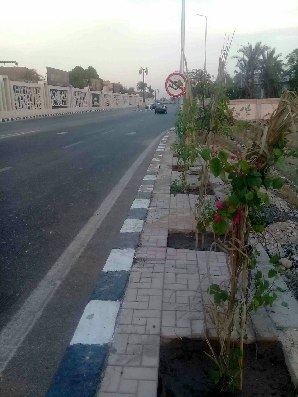 الأقصر تبدأ زراعة نباتات الزينية لتجميل الطرق والمسارات السياحية  (2)