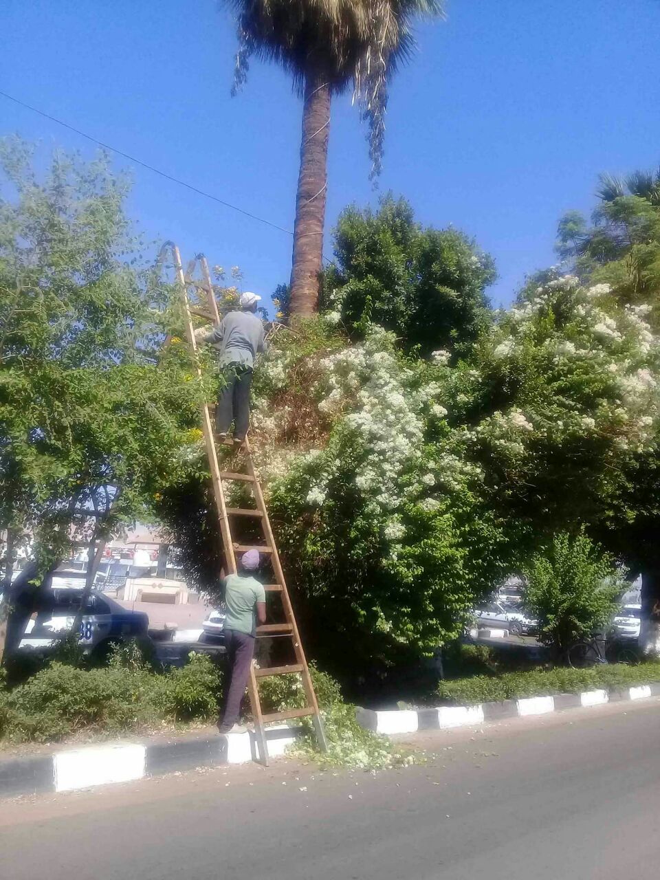 الأقصر تبدأ زراعة نباتات الزينية لتجميل الطرق والمسارات السياحية  (1)