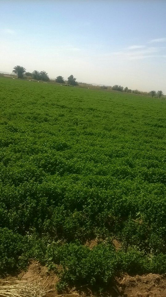 حكمة (4)