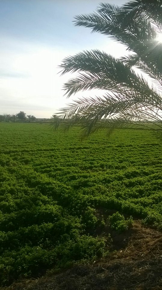 حكمة (2)