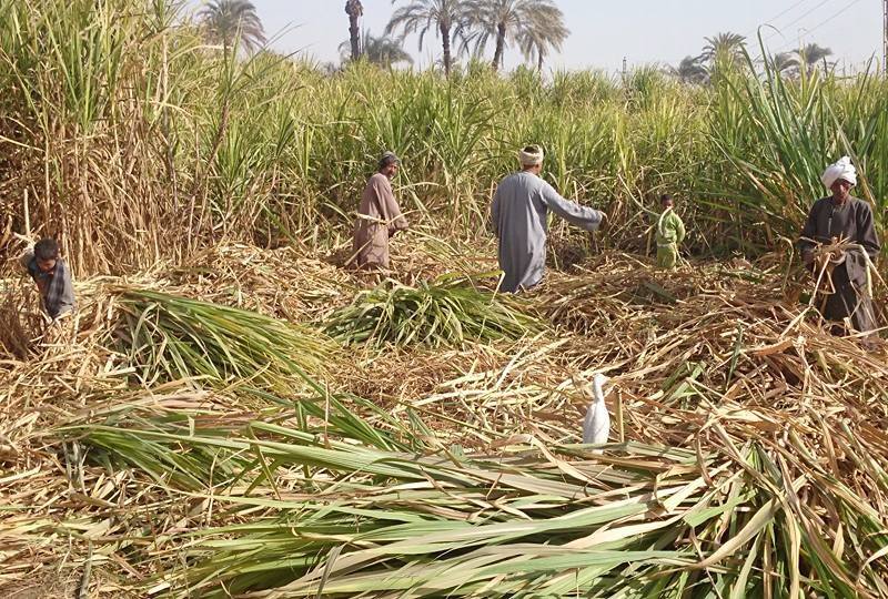 بدء موسم كسر القصب بالأقصر وقنا وأسوان.. والمزارعون ينتظرون سعر الطن (2)