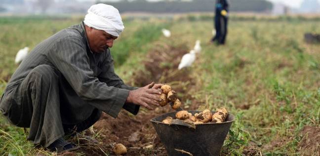 محصول البطاطس فى مصر