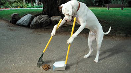 خدمة-تنظيف-مخلفات-الكلاب