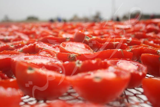 الطماطم-المجففة-كنز-المزارعين-للتصدير-للخارج-بالعملة-الصعبة-(13)