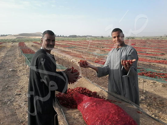 الطماطم-المجففة-كنز-المزارعين-للتصدير-للخارج-بالعملة-الصعبة-(4)