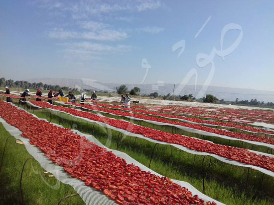 الطماطم-المجففة-كنز-المزارعين-للتصدير-للخارج-بالعملة-الصعبة-(1)