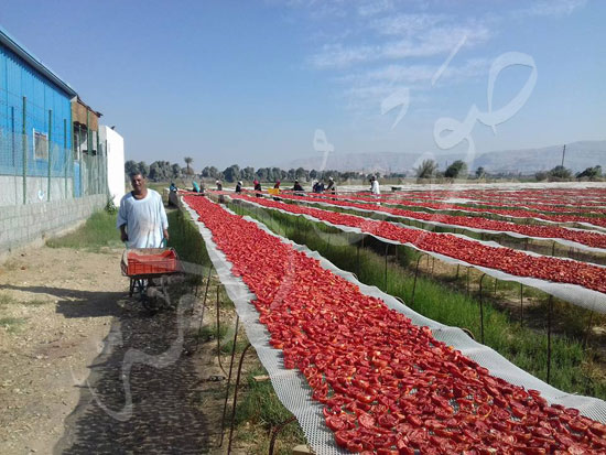 الطماطم-المجففة-كنز-المزارعين-للتصدير-للخارج-بالعملة-الصعبة-(3)