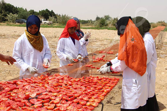 الطماطم-المجففة-كنز-المزارعين-للتصدير-للخارج-بالعملة-الصعبة-(15)
