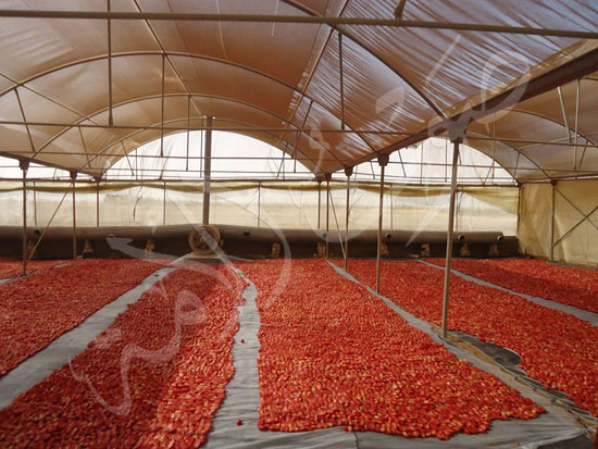 الطماطم-المجففة-كنز-المزارعين-للتصدير-للخارج-بالعملة-الصعبة-(8)