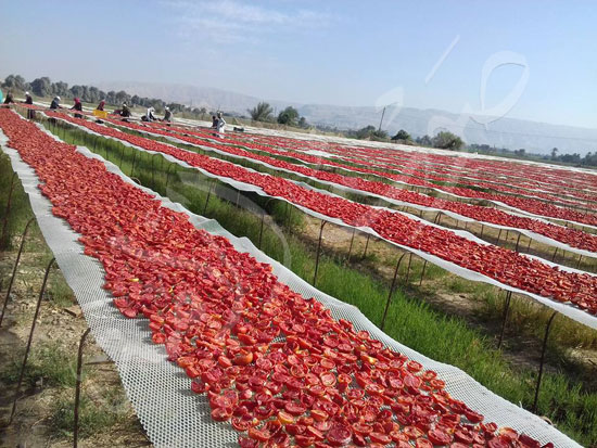 الطماطم-المجففة-كنز-المزارعين-للتصدير-للخارج-بالعملة-الصعبة-(2)