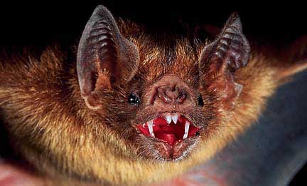 Vampire_bat