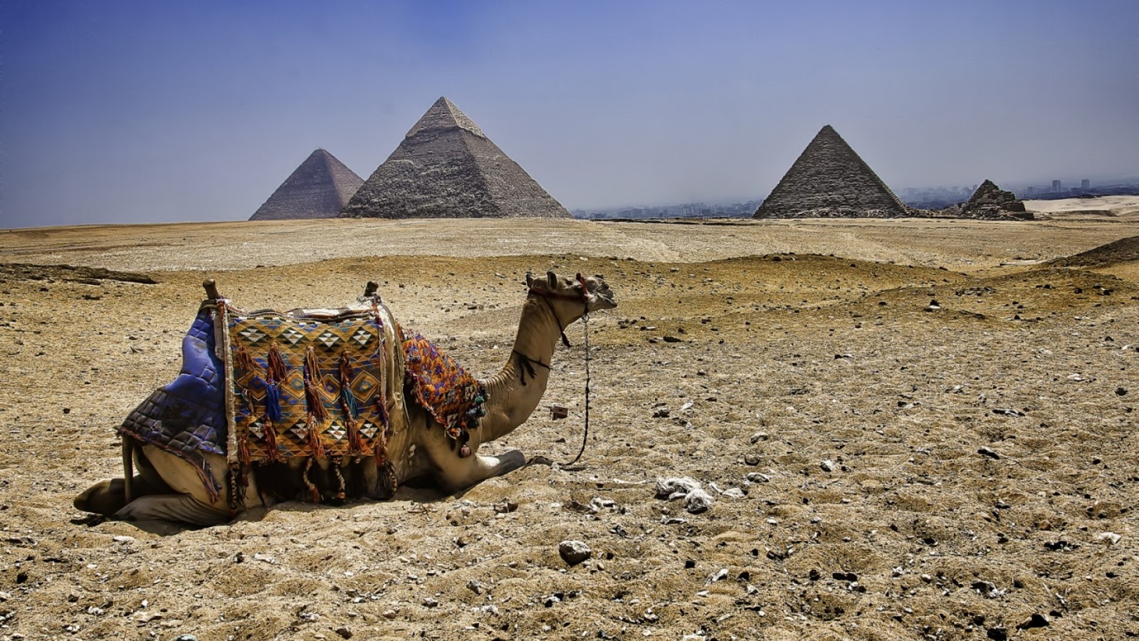 camel_pyramids_egypt_77063_1920x1080