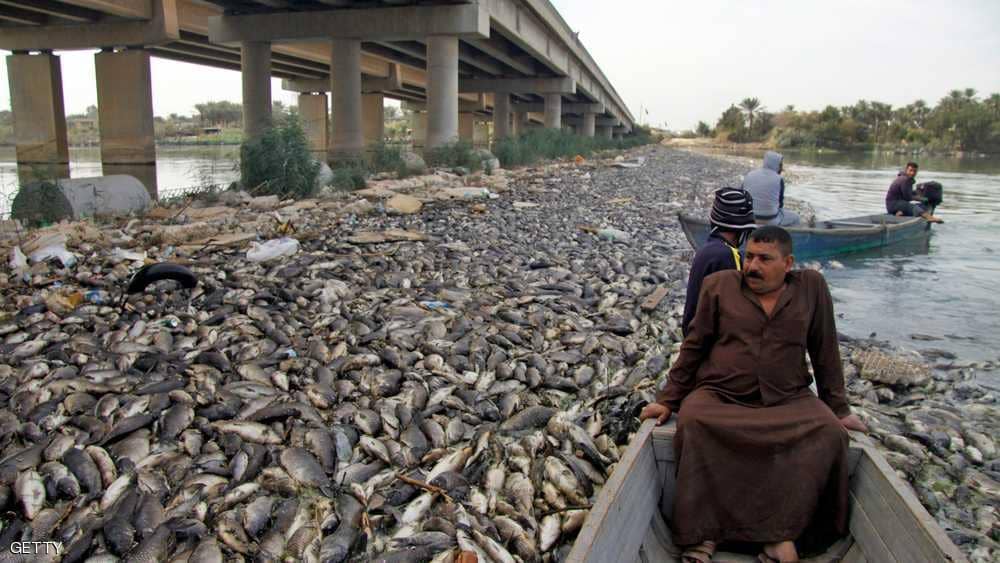 نفوق الأسماك في العراق