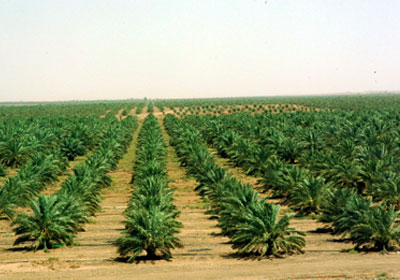 Alsaalehih-agricultural-project