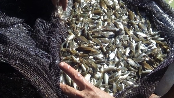 الزريعة السمكية هى أساس تنمية الثرو السمكية