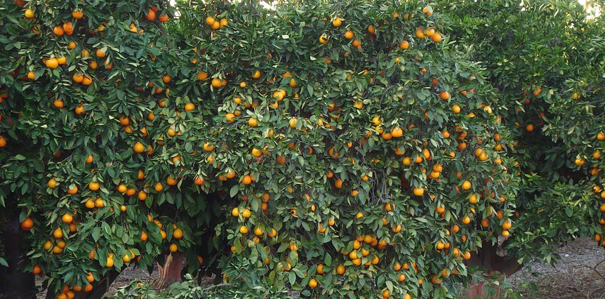 زراعة البرتقال فى المحافظات