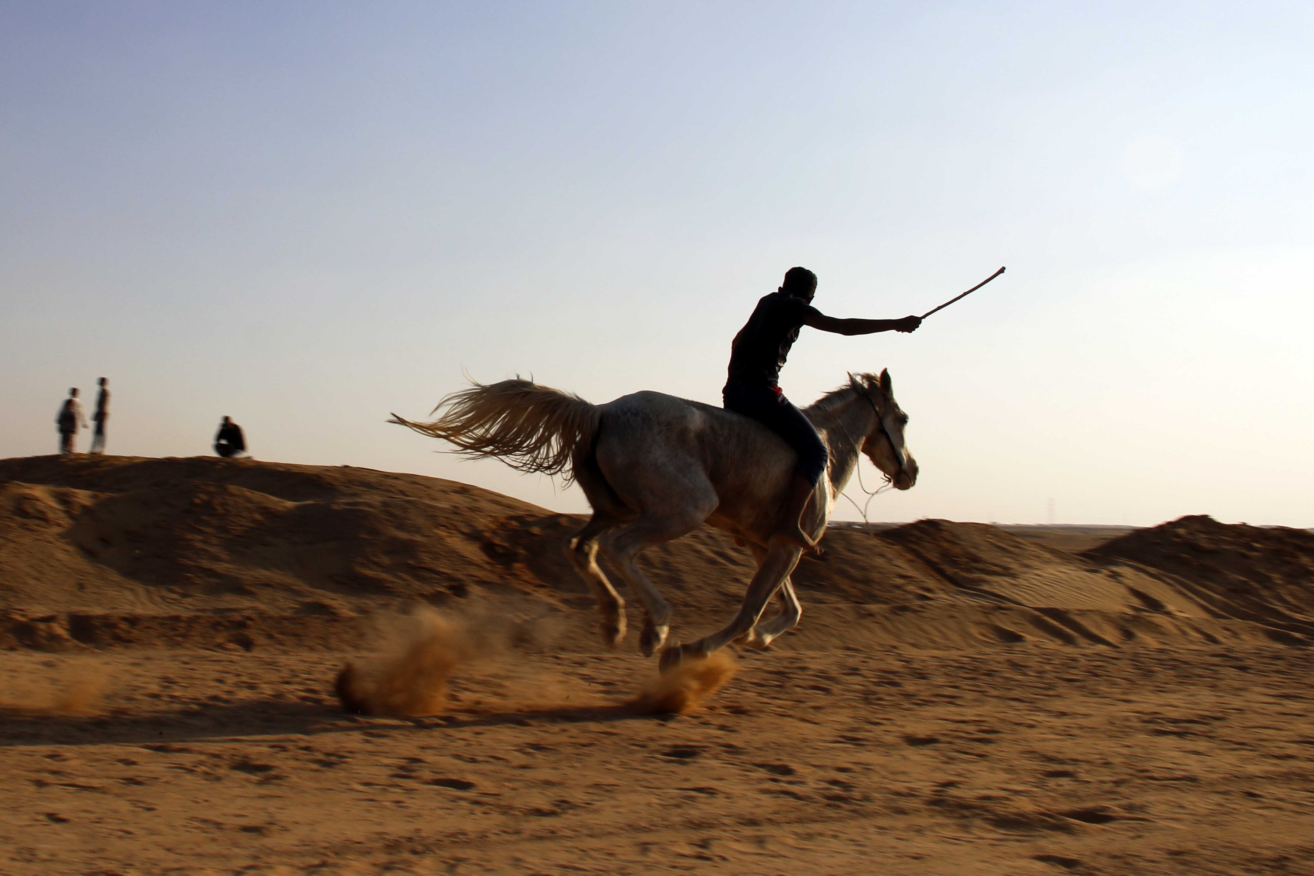 الهجن ...  تقاليد  لا تتخلي عنها قبائل الصحراء -تصوير  محمد عوض (15)