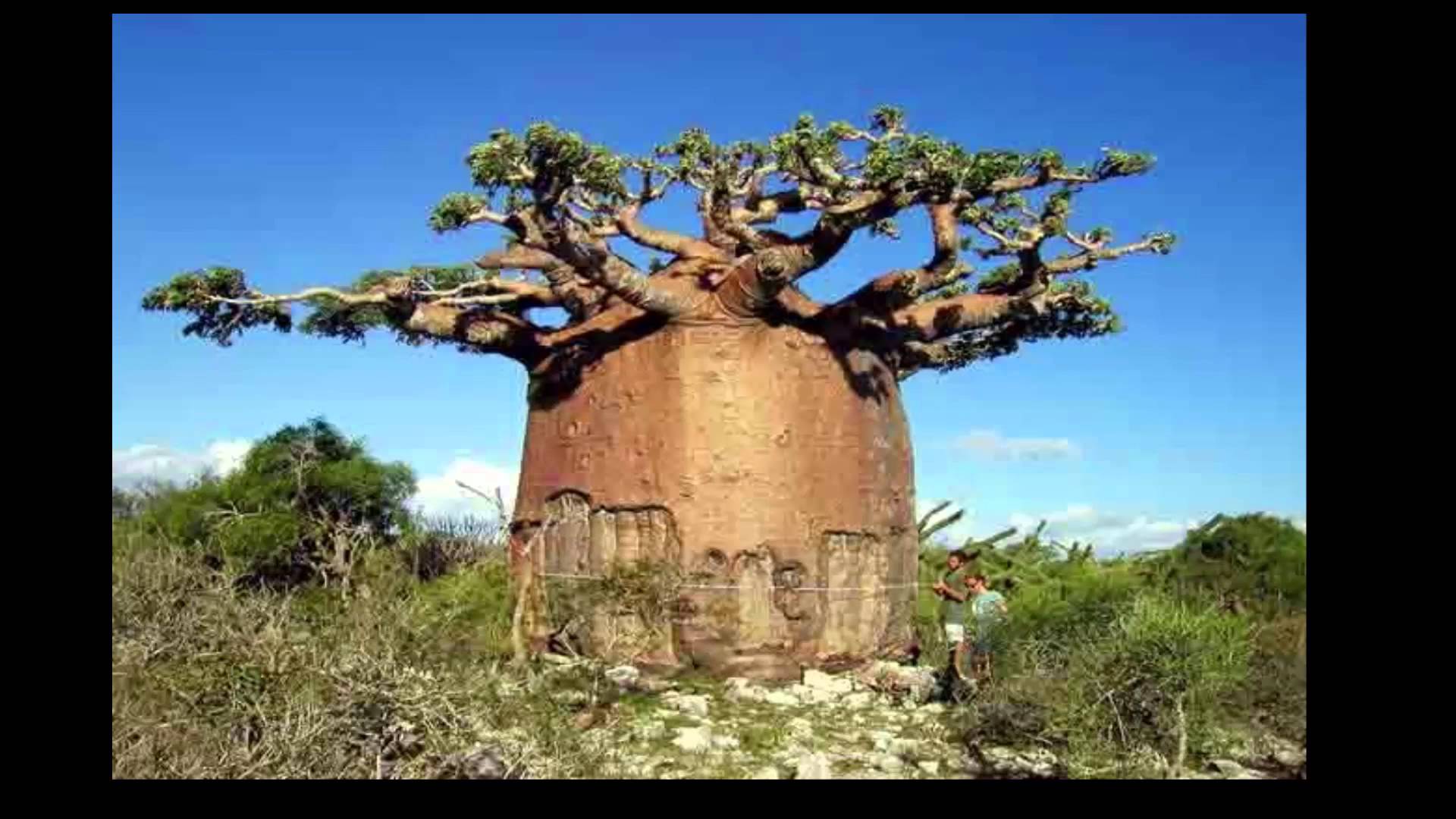 19 معلومة عن شجرة الحياة الأقدم على سطح الأرض صوت الأمة